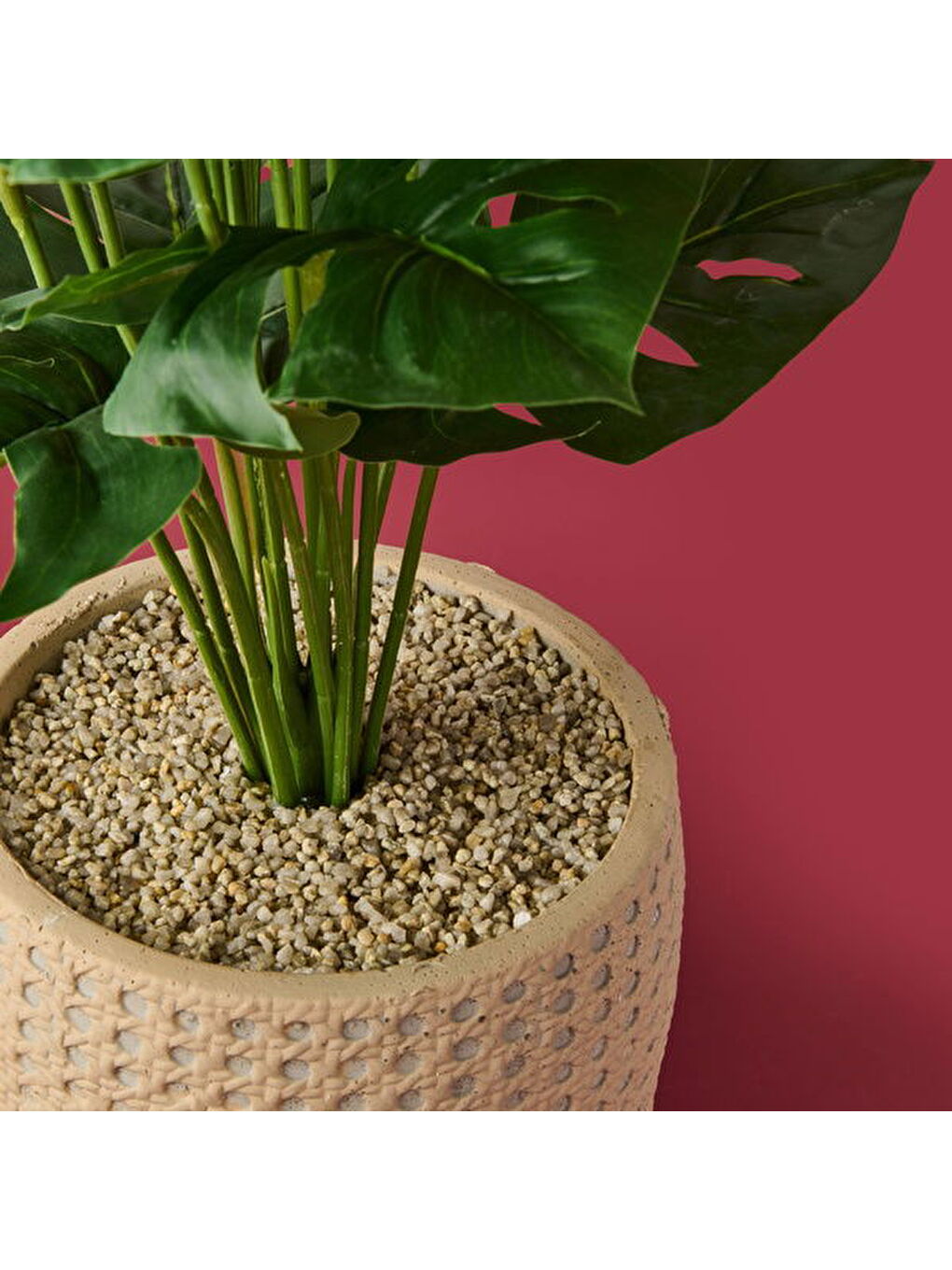 Karışık Hasır Saksıda Deve Tabanı - Renkli - 90x26 cm-1