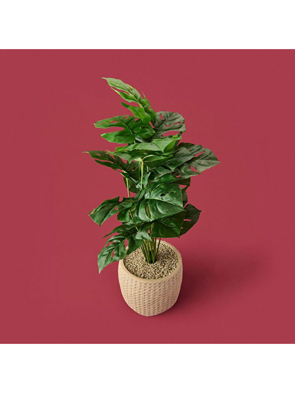 Karışık Hasır Saksıda Deve Tabanı - Renkli - 90x26 cm-2