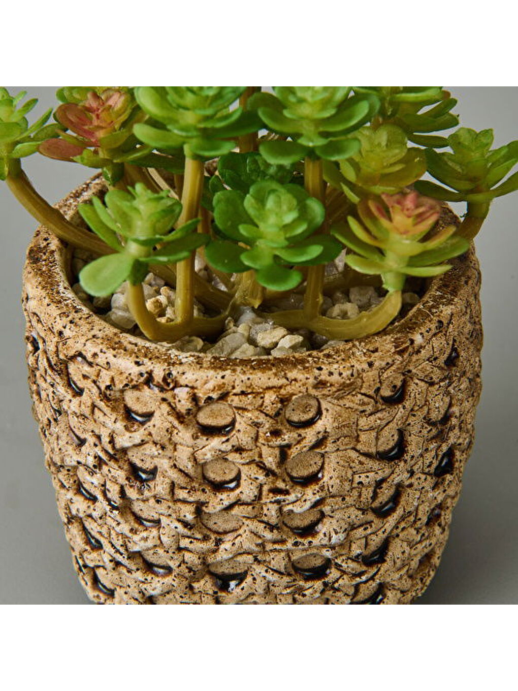Bej Hasır Efekt Saksıda Sukulent - 7x8x8 cm-1