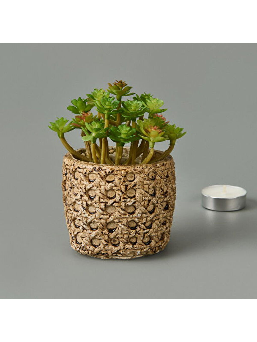 Bej Hasır Efekt Saksıda Sukulent - 7x8x8 cm-2