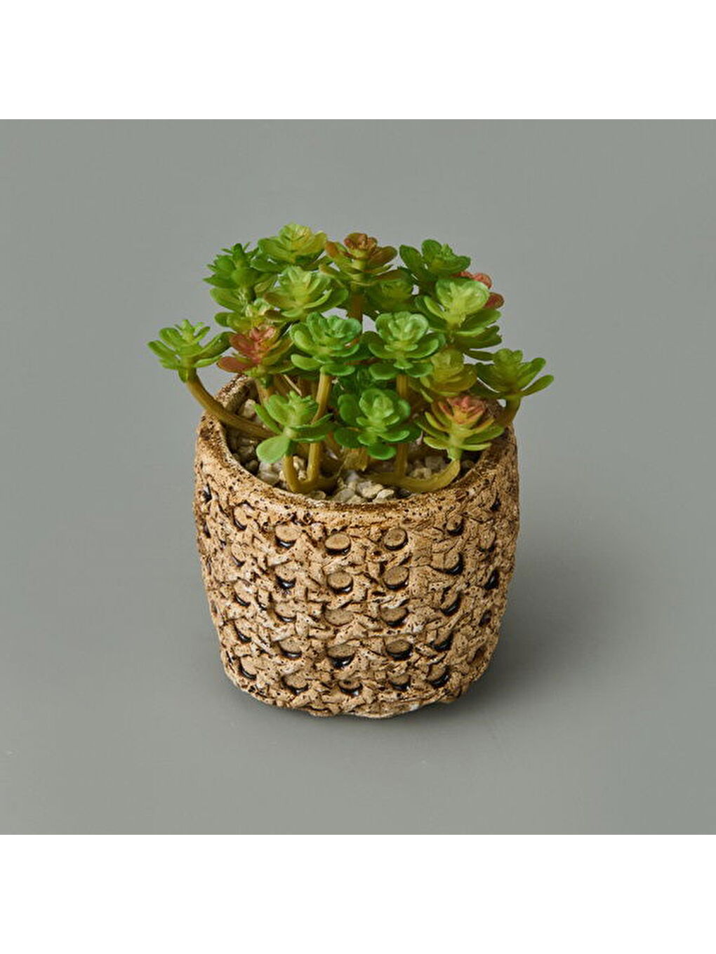 Bej Hasır Efekt Saksıda Sukulent - 7x8x8 cm-3