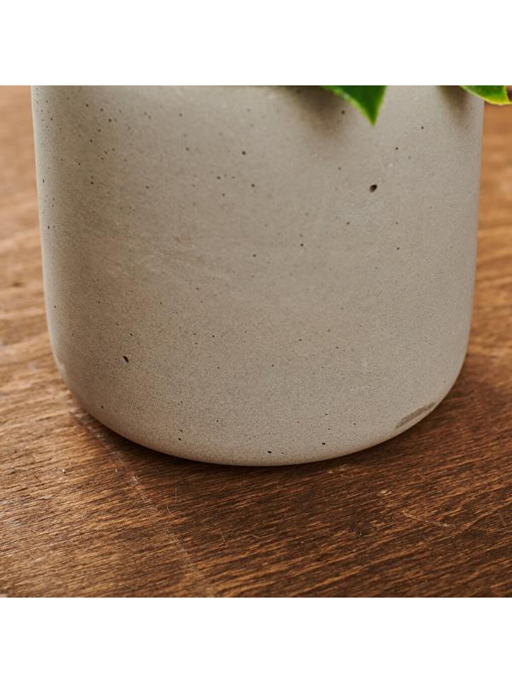 Gri Beton Saksıda Doğal Görünümlü Bitki-1