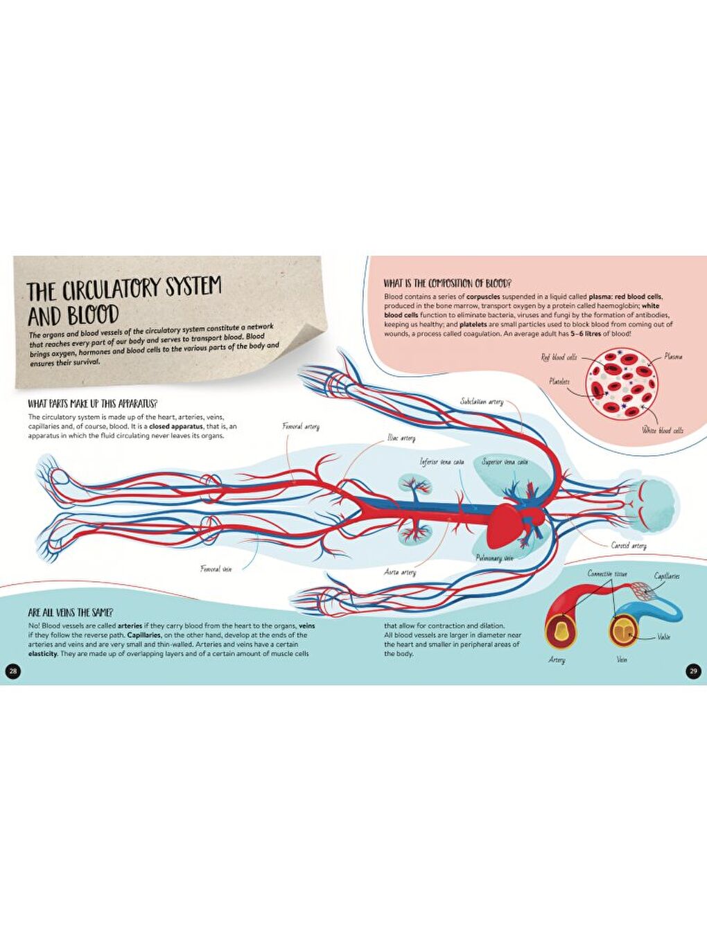 What - How - Why - Human Body-4