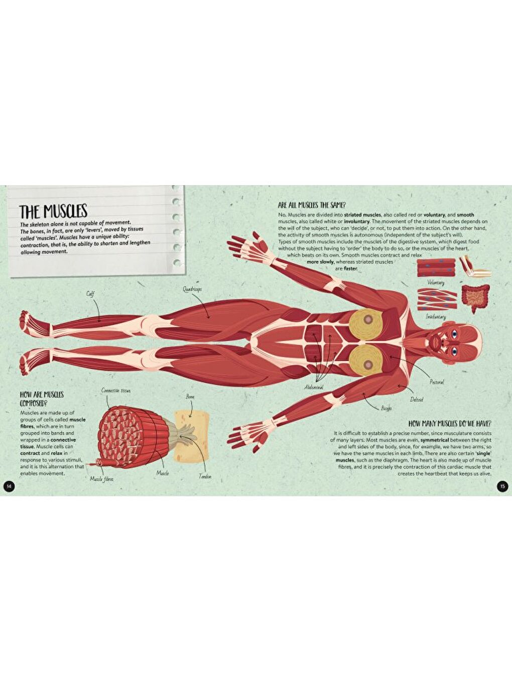What - How - Why - Human Body-6
