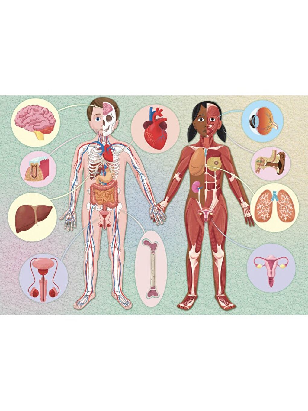 What - How - Why - Human Body-7