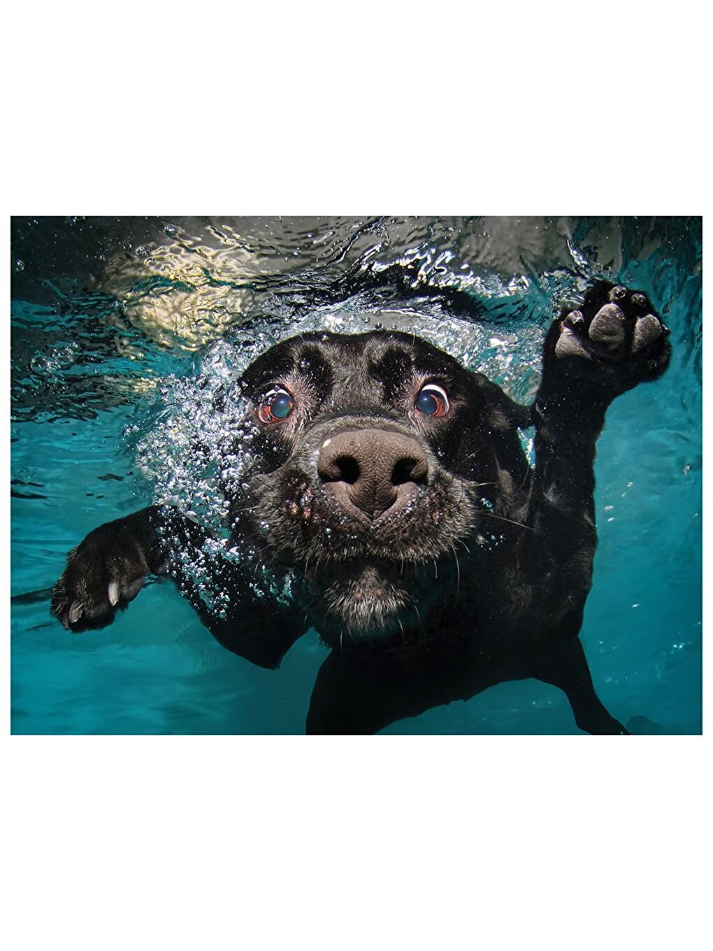 Prime 3D Su Altında Köpek Puzzle 100 Parça 20509 - 1