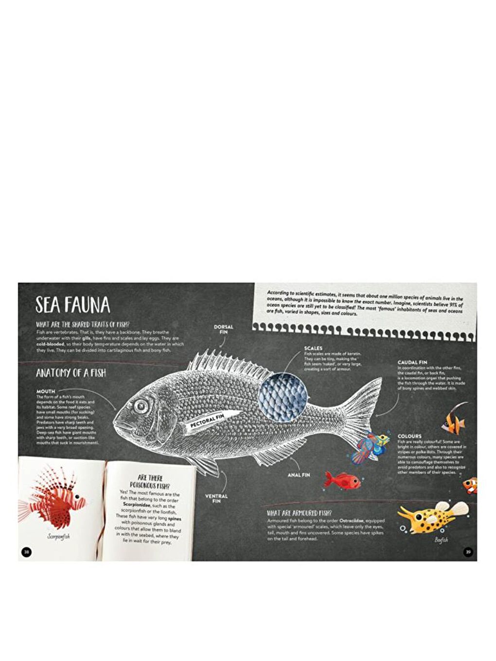 What - How - Why? The Sea-4