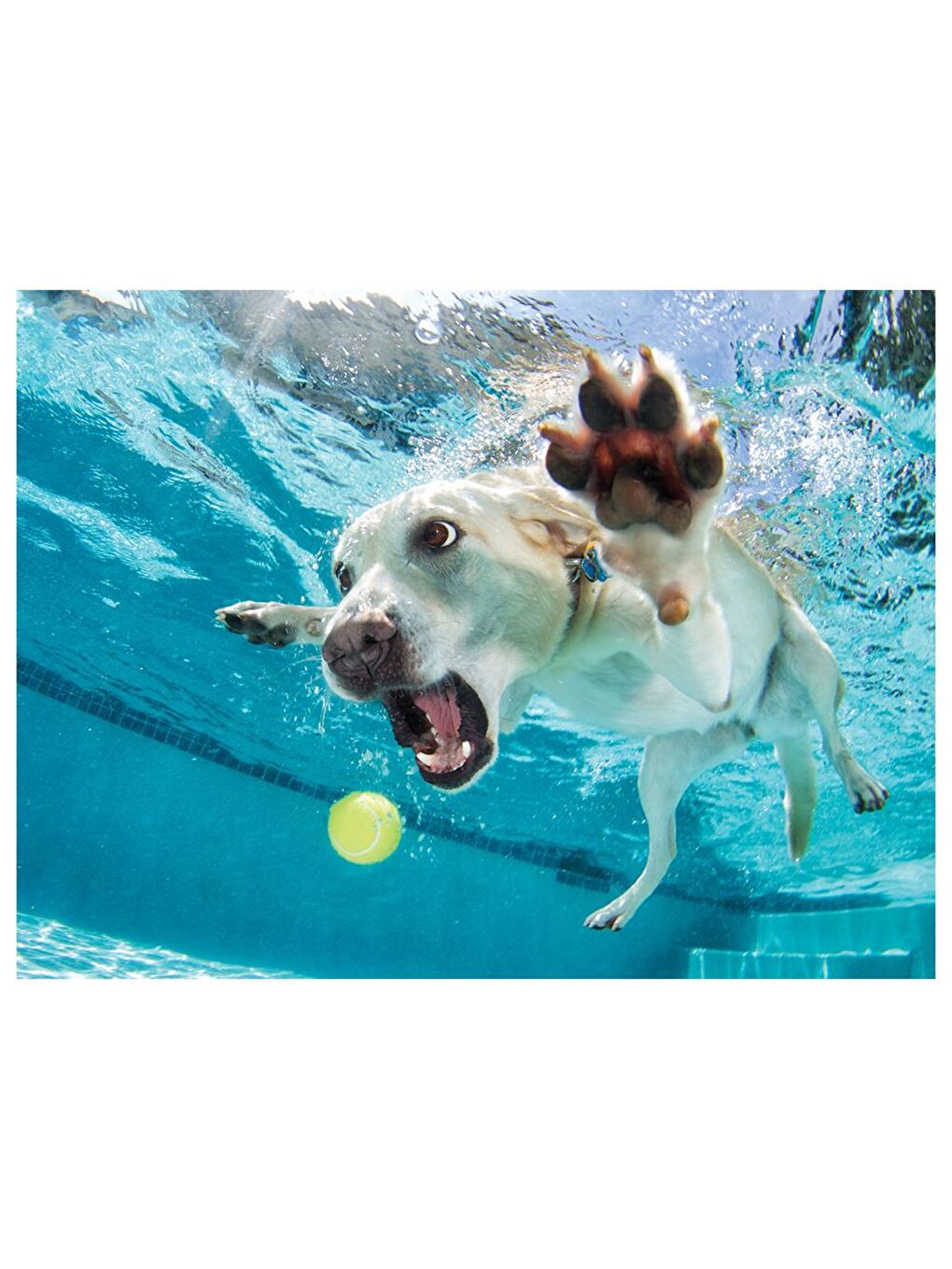 Su Altında Köpek Daisy Puzzle 100 Parça 20508-1