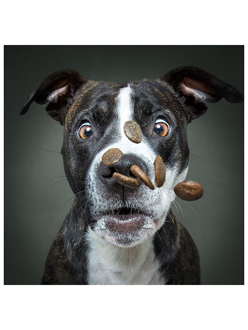 Vieler Fotoğraf Köpek Puzzle 100 Parça 20511-1