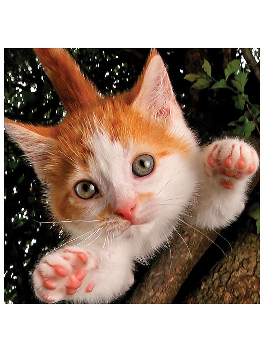 Kedi Pençesi Puzzle 100 Parça 20524-1