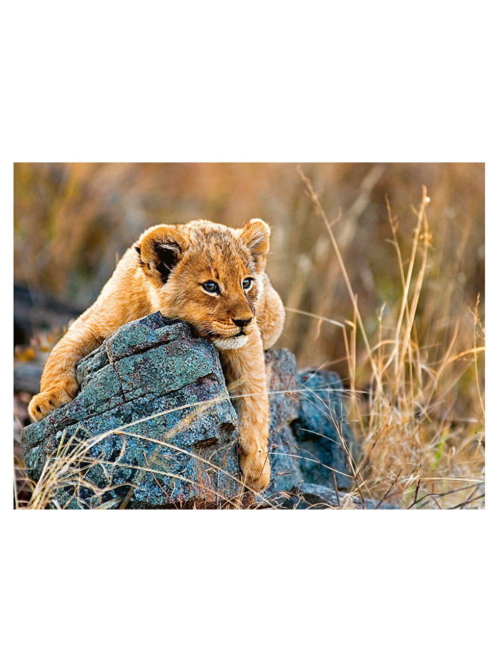 200 Parça Puzzle Aslancık RPK129461-1