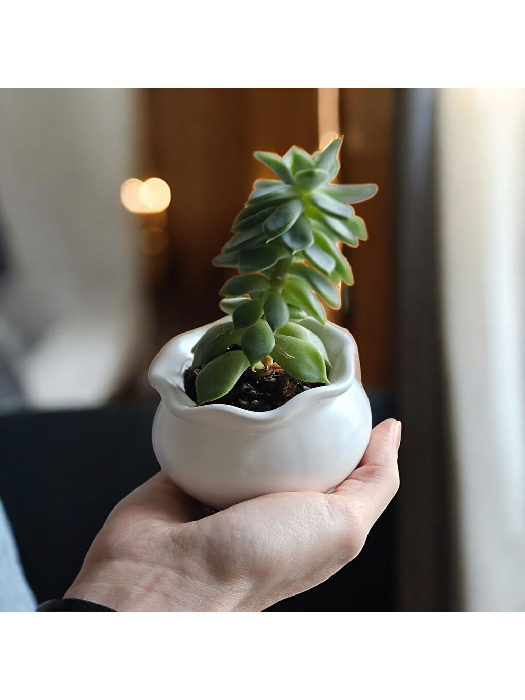 Karışık Luna Dekoratif 2'li Mumluk & Saksı