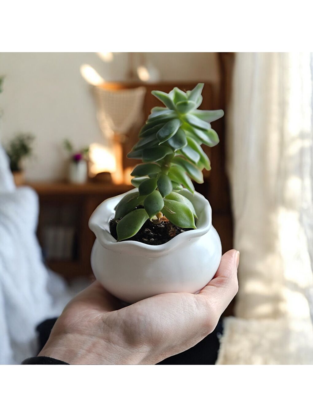 Karışık Luna Dekoratif 2'li Mumluk & Saksı-1