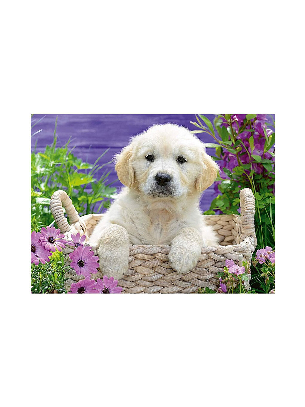 Ravensburger 500 Parça Puzzle Golden Retriever 148295