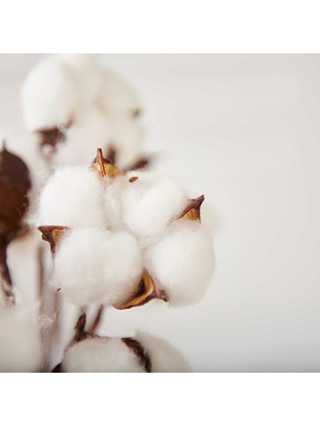 Beyaz Dekoratif Pamuk Demeti-1