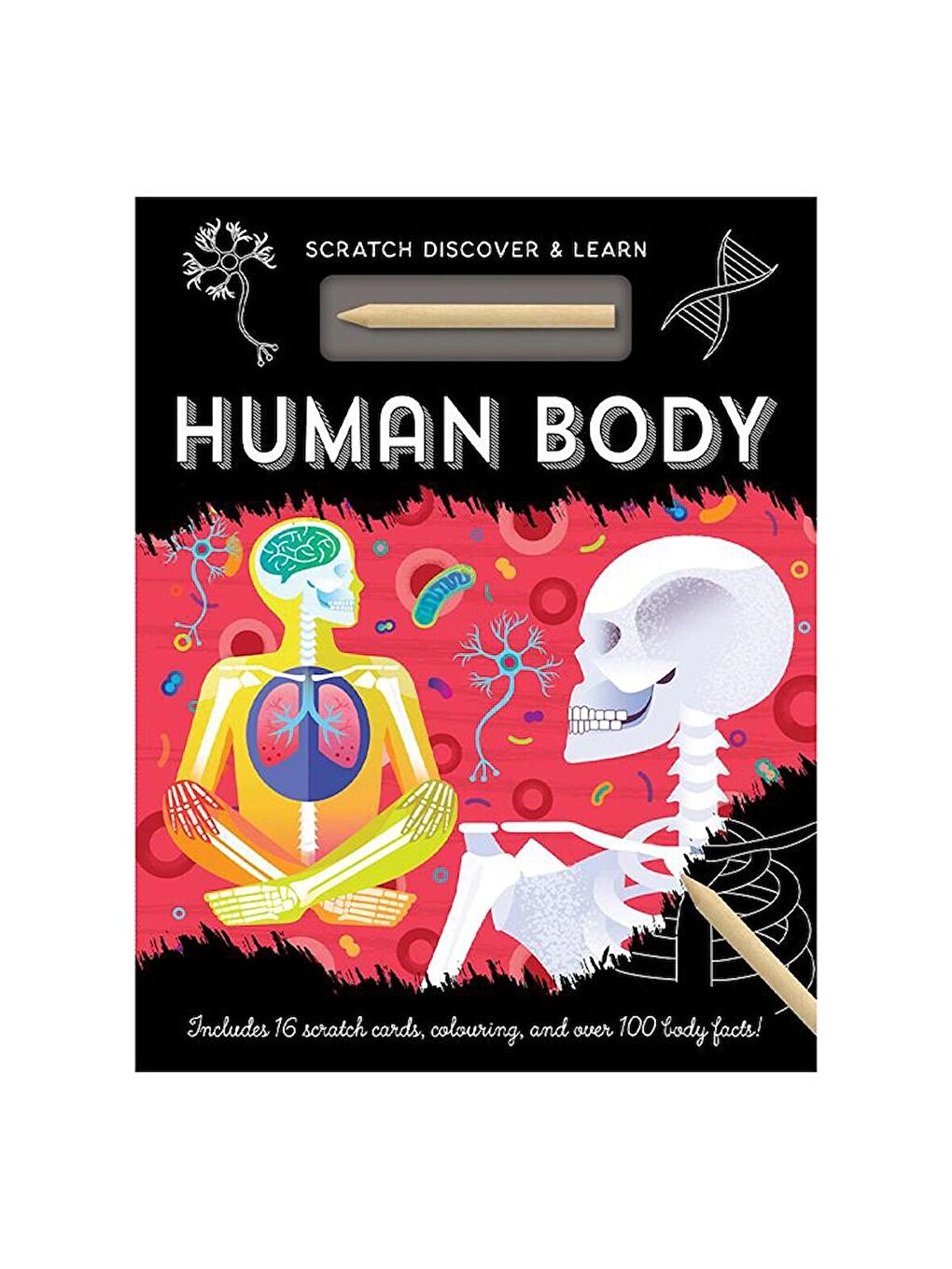Human Body - Scratch, Discover and Learn (İnsan Vücudu)
