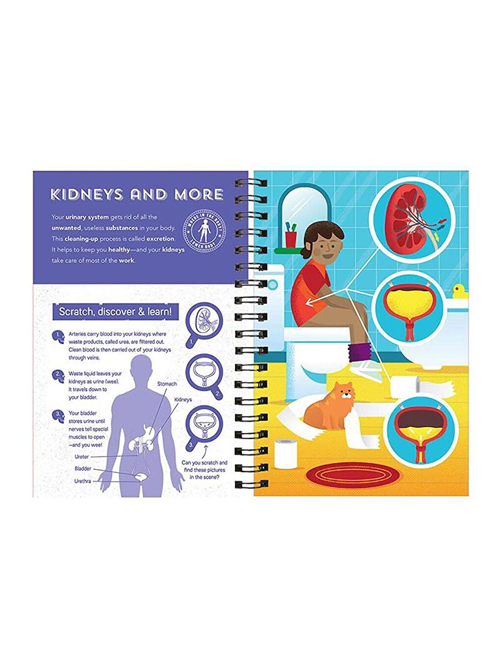 Human Body - Scratch, Discover and Learn (İnsan Vücudu)-2