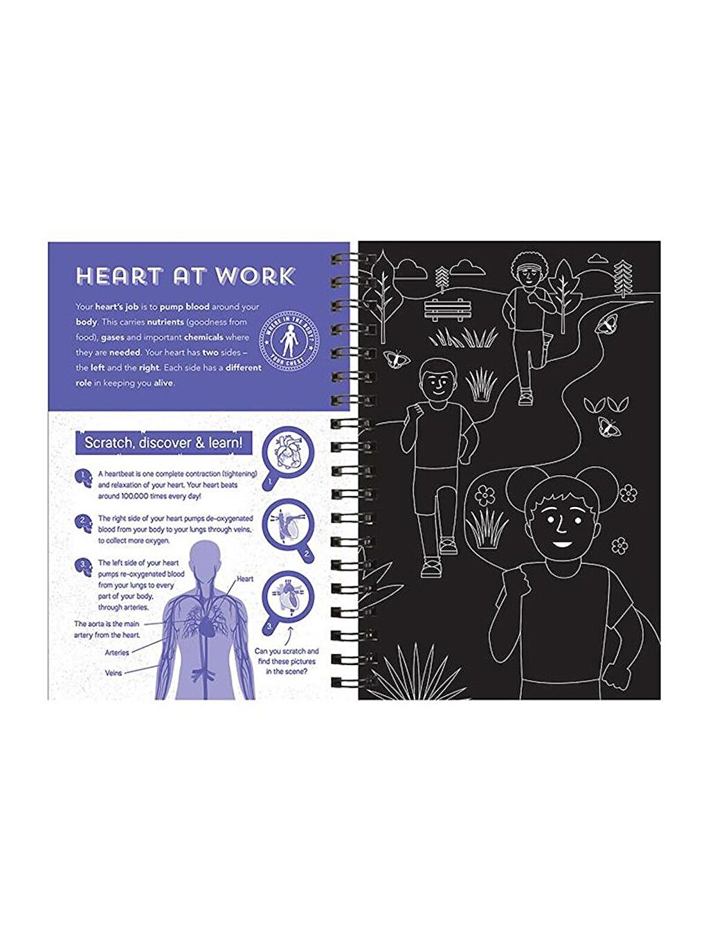 Human Body - Scratch, Discover and Learn (İnsan Vücudu)-3