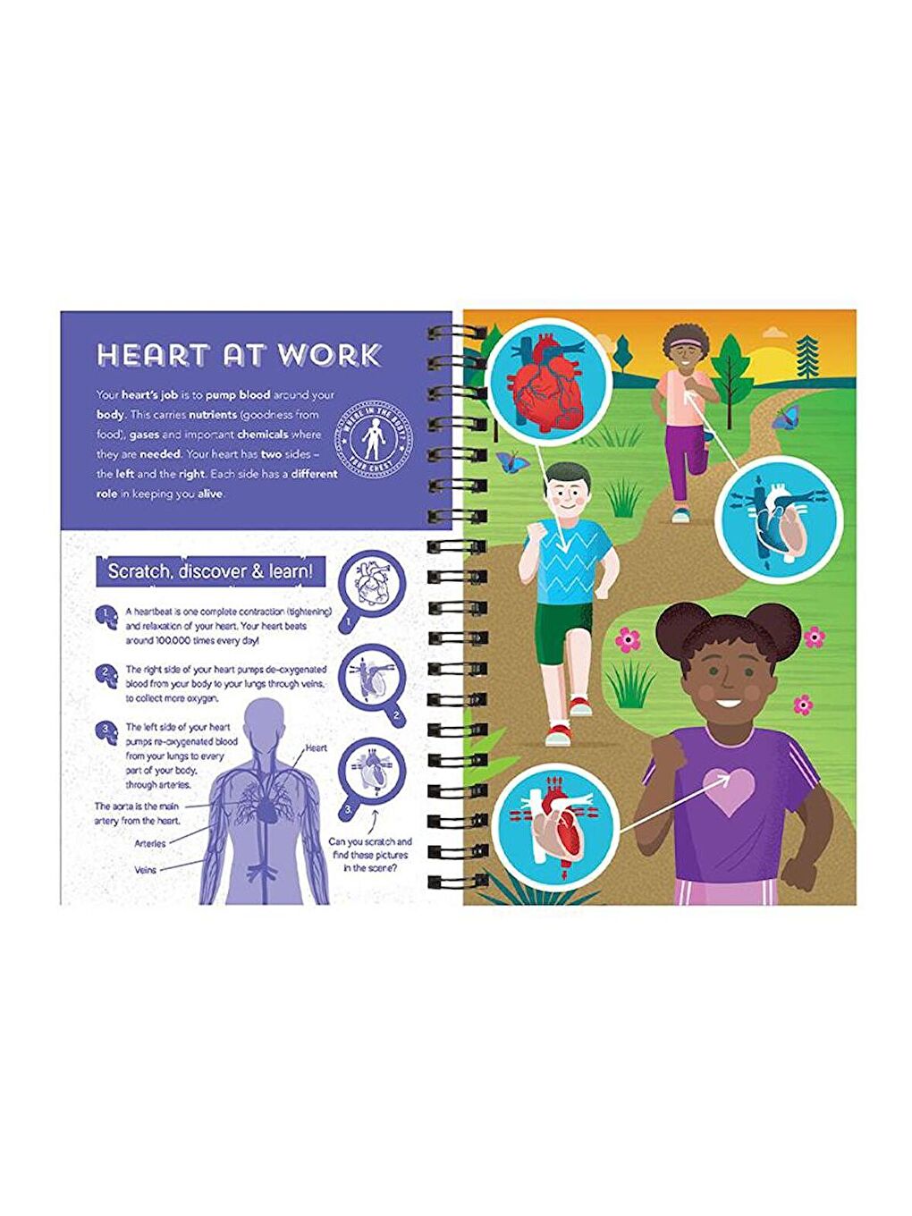 Human Body - Scratch, Discover and Learn (İnsan Vücudu)-4