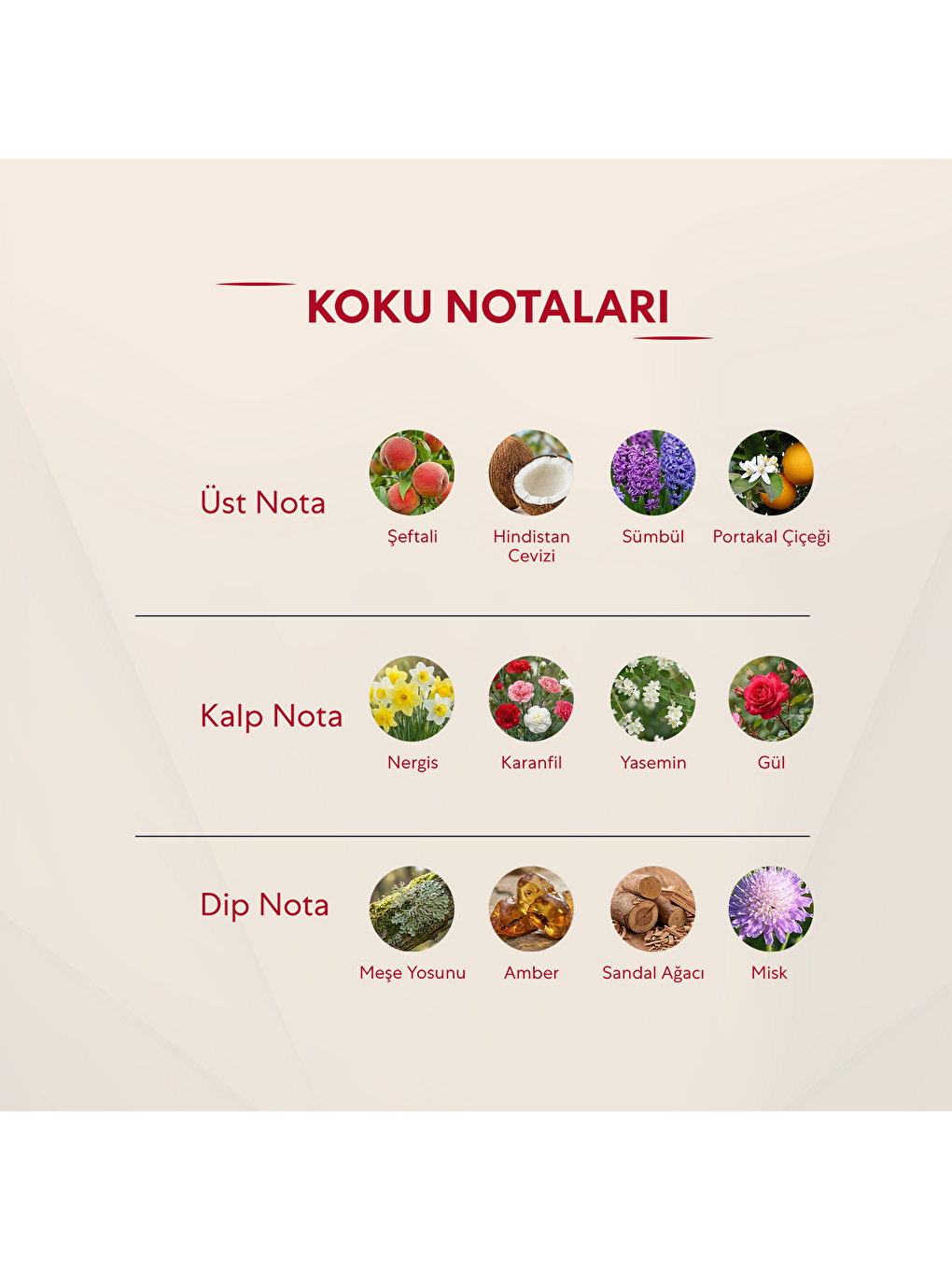 151 Kadin 50 Ml Parfüm Edp Floral-2