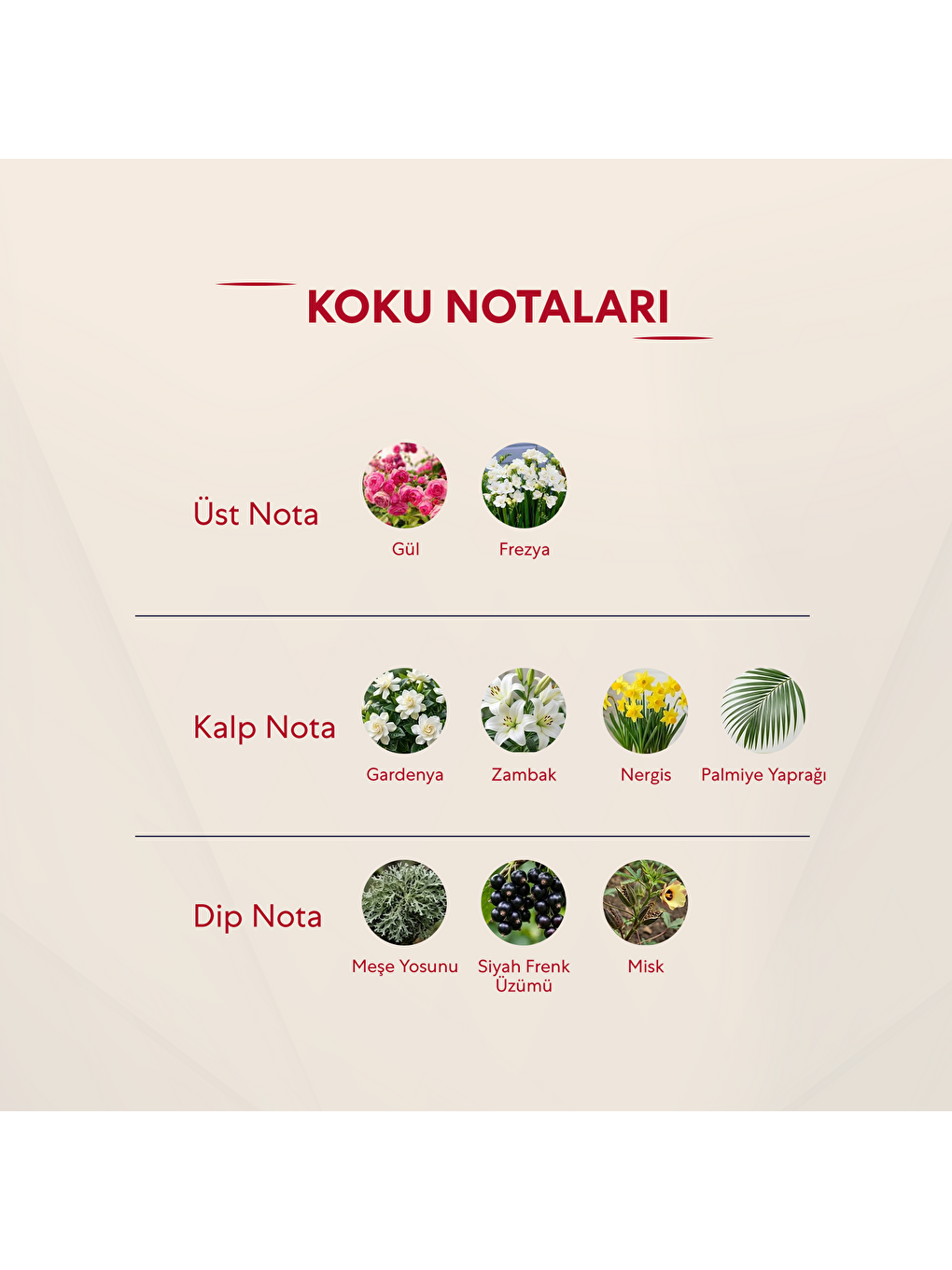 Kadın Parfüm Çiçeksi 50ml Edp No:180-2