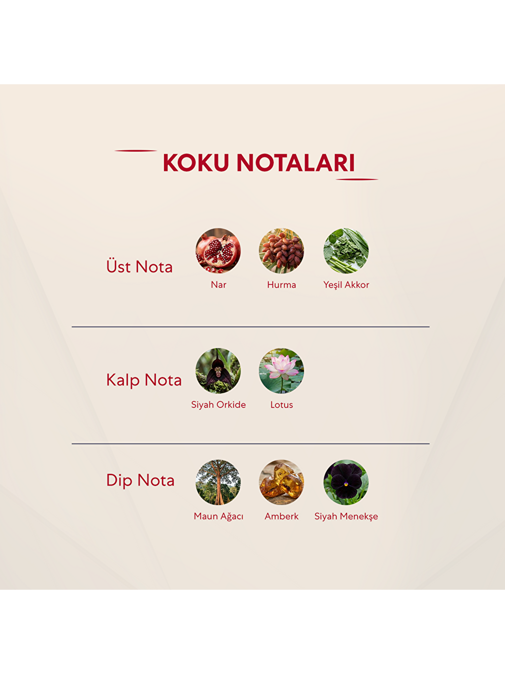 Kadın Parfüm Oriental - 50ml Edp No:161-2