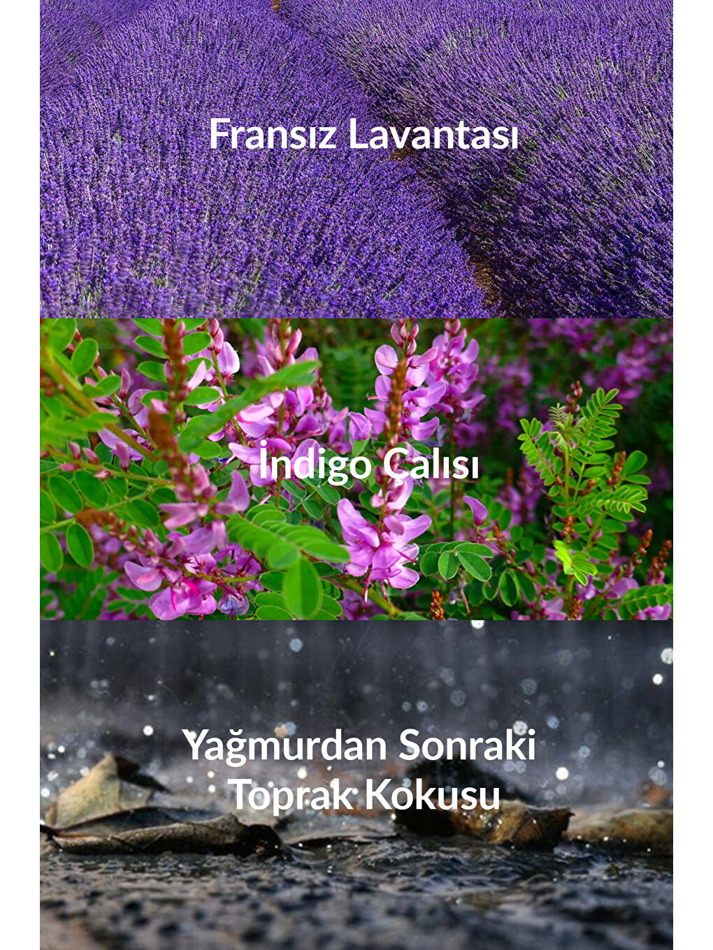 Full Speed ve Wild Country Freedom Erkek Parfüm Paketi-3