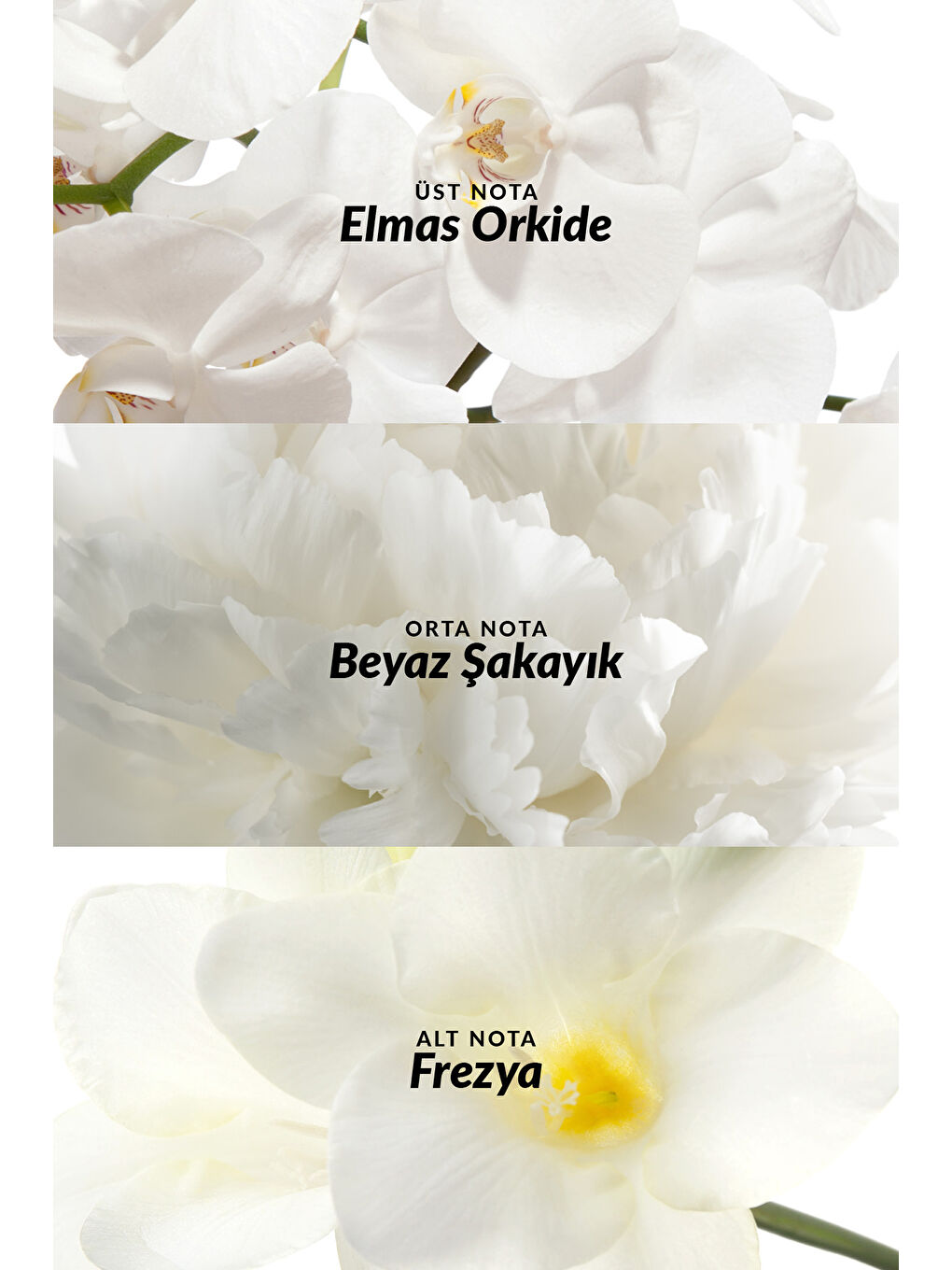 Incandessence Kadın Parfüm Edp 30 Ml. Üçlü Set-3