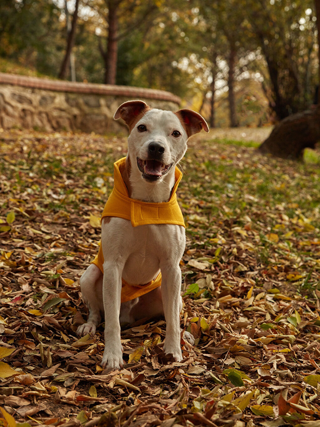 Haine pentru animale de companie-1