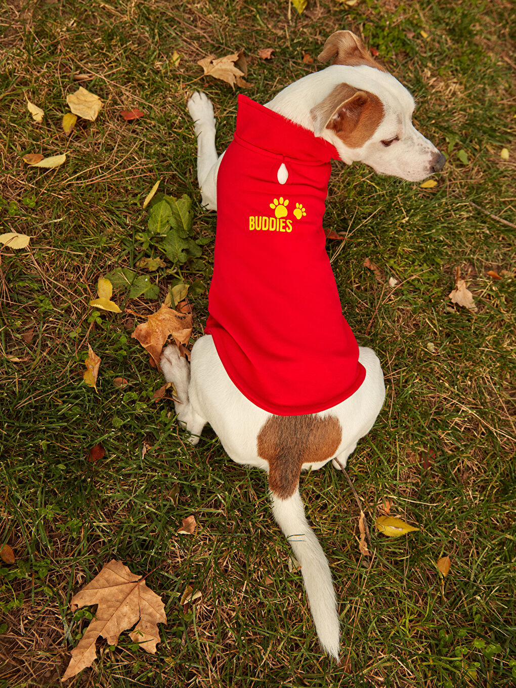 ملابس الحيوانات الأليفة-4