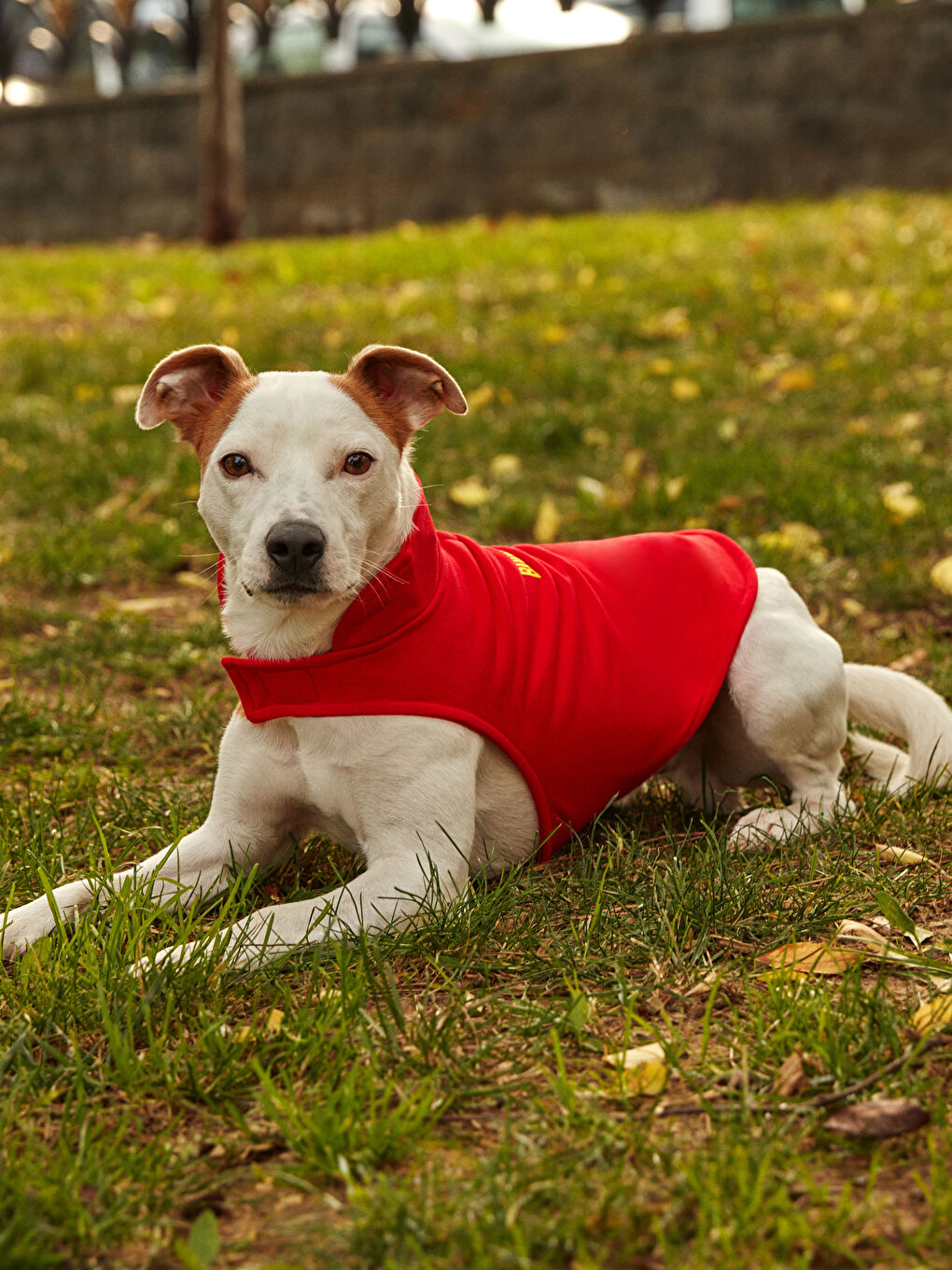 ملابس الحيوانات الأليفة-5