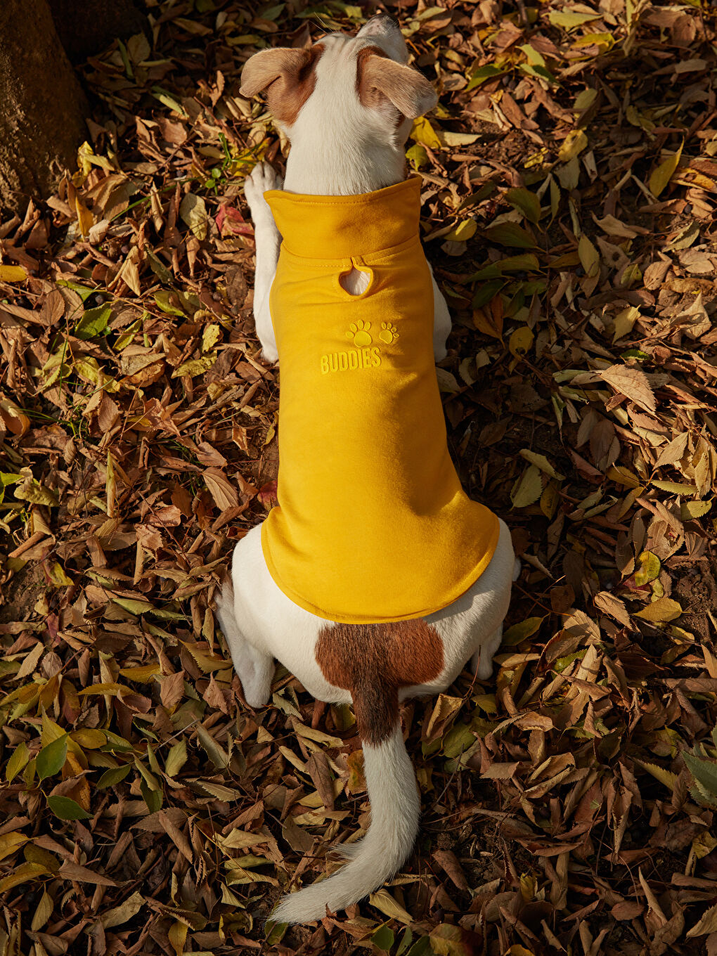 Haine pentru animale de companie-8