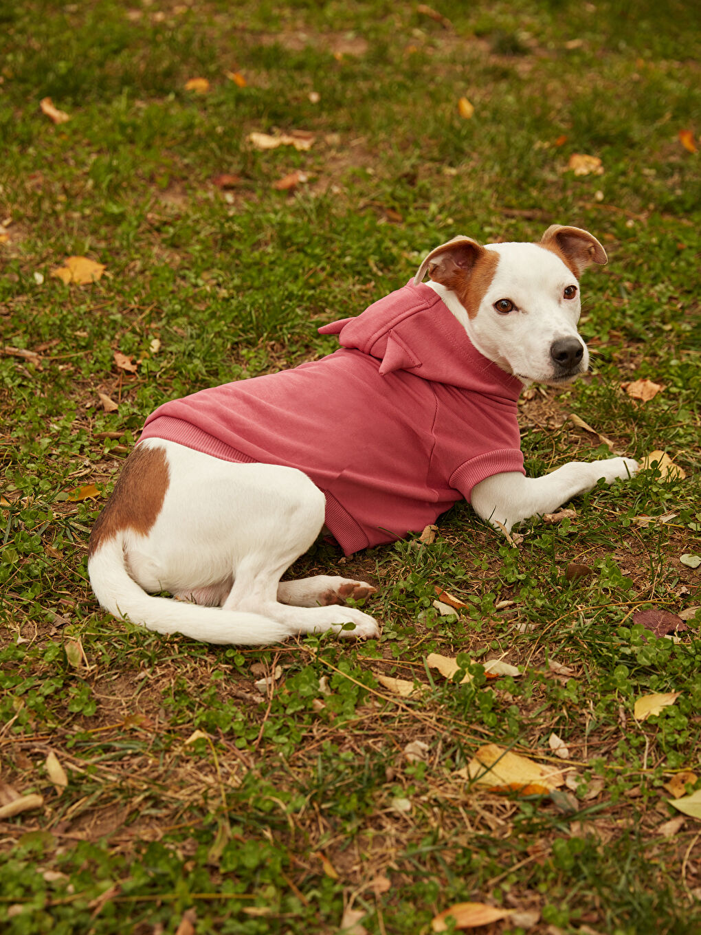 Evcil Hayvan Kıyafeti-1