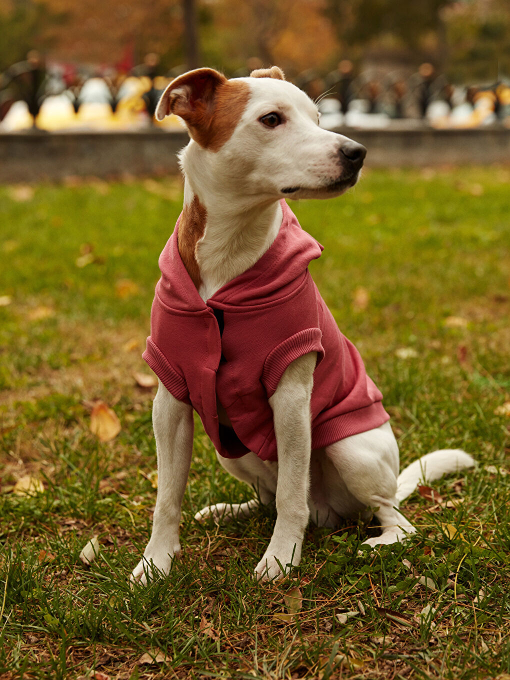 Evcil Hayvan Kıyafeti