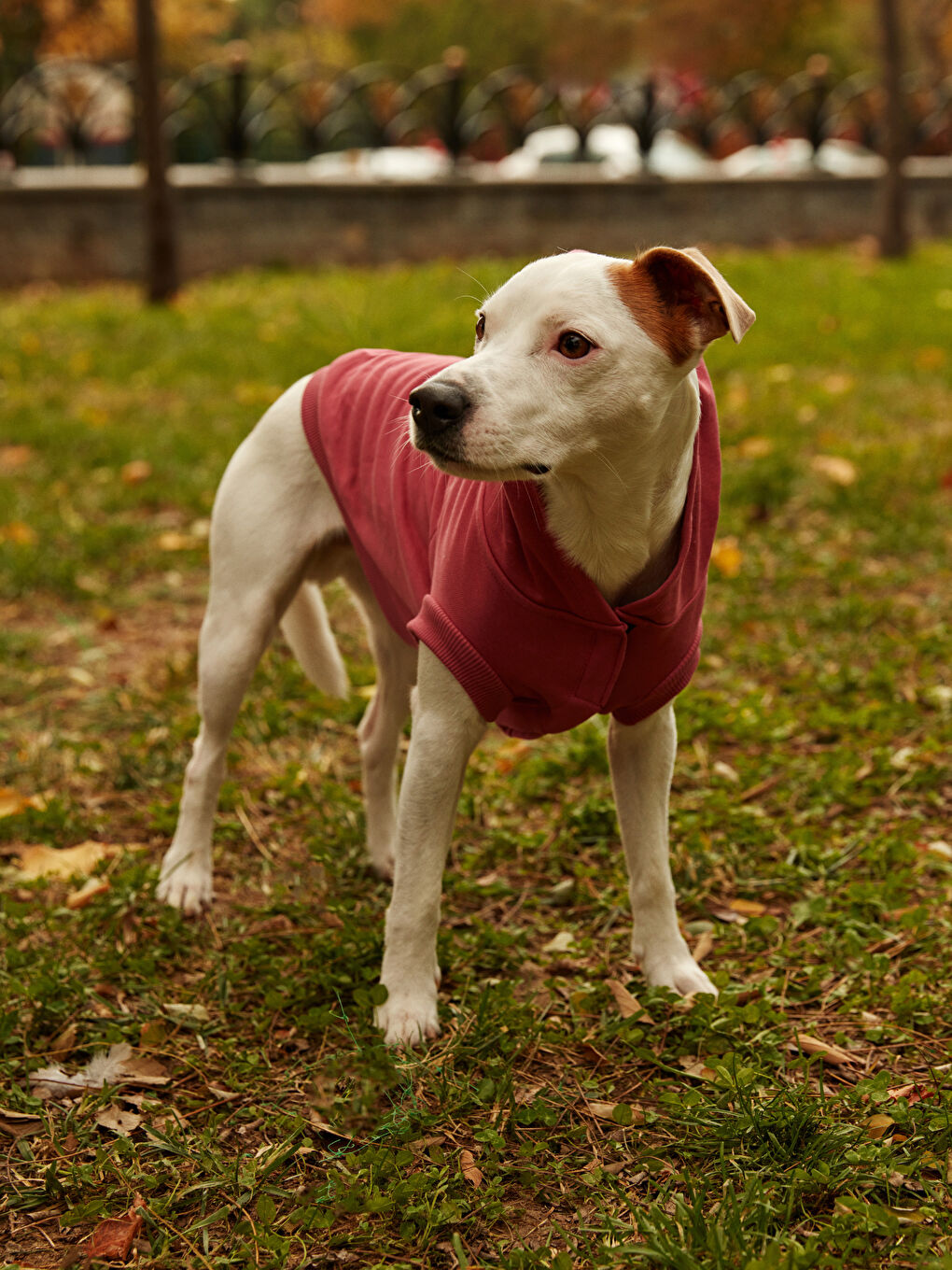 Evcil Hayvan Kıyafeti-5