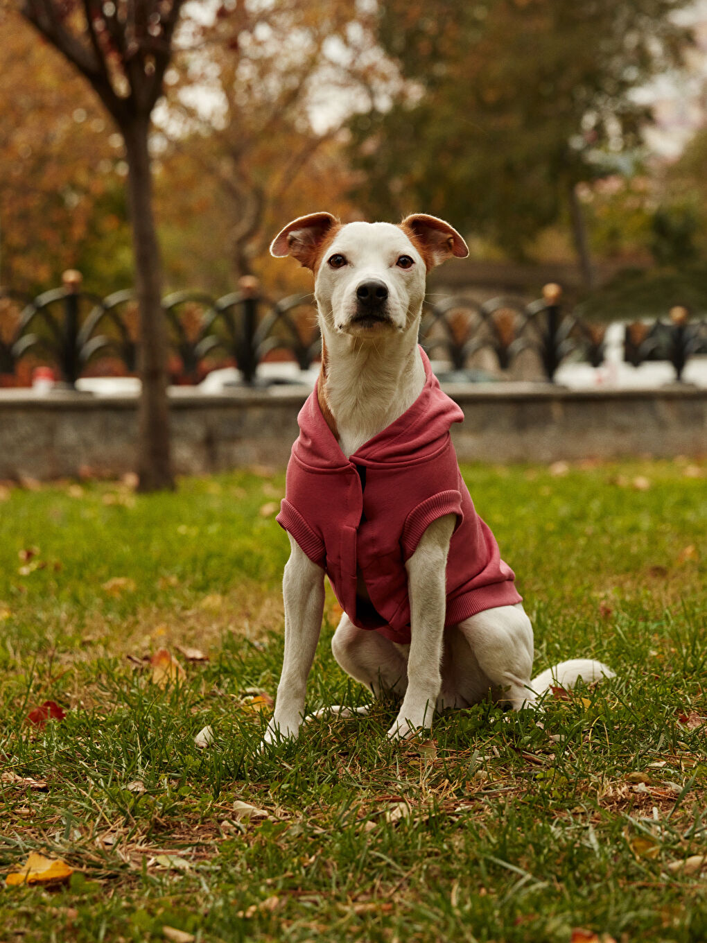 Evcil Hayvan Kıyafeti-6