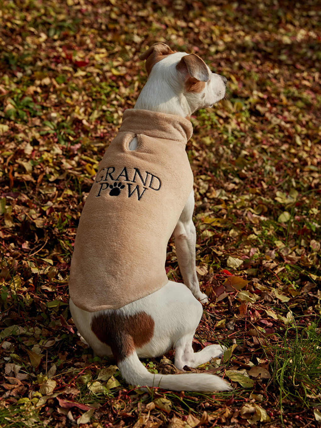 ملابس الحيوانات الأليفة