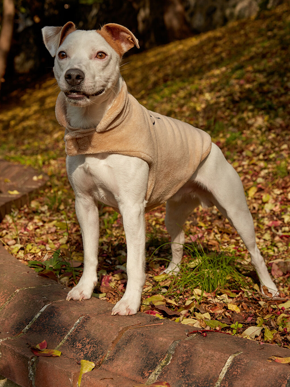 ملابس الحيوانات الأليفة-5