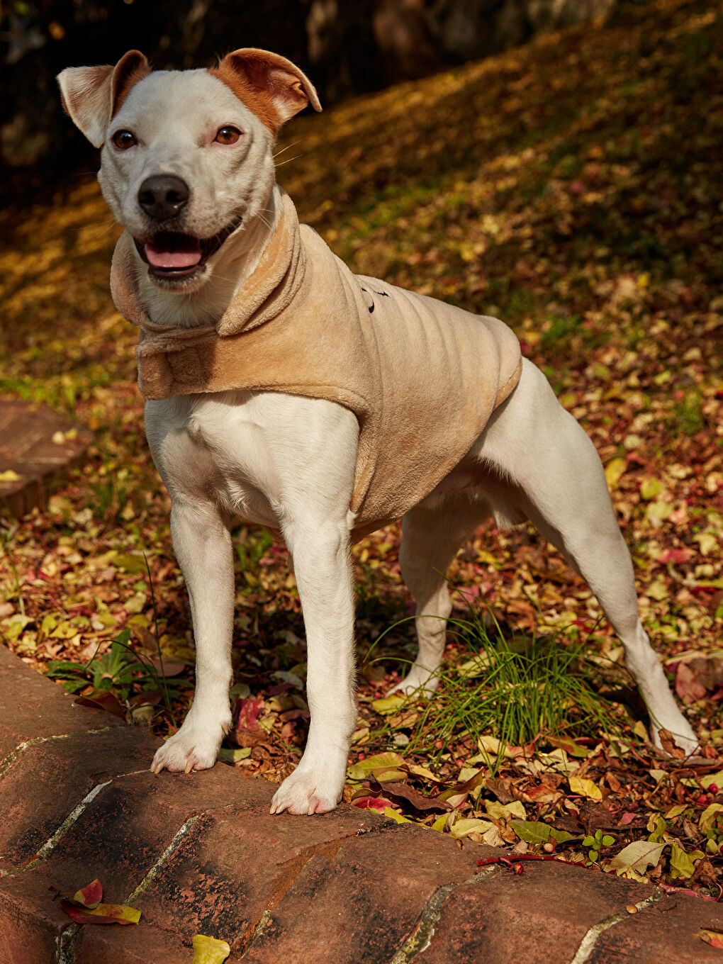 ملابس الحيوانات الأليفة-7