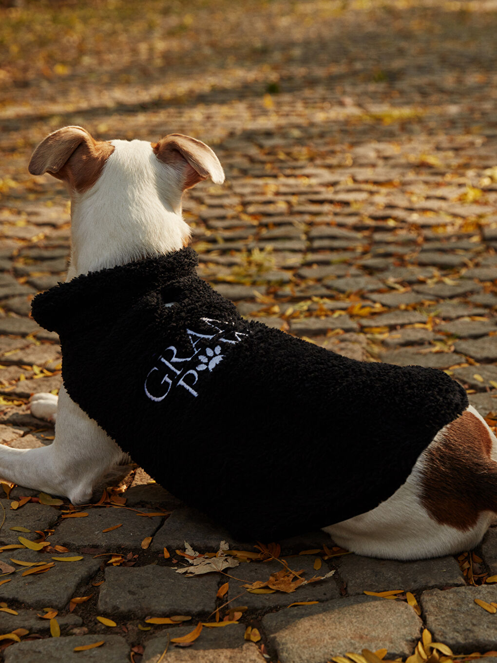 ملابس الحيوانات الأليفة