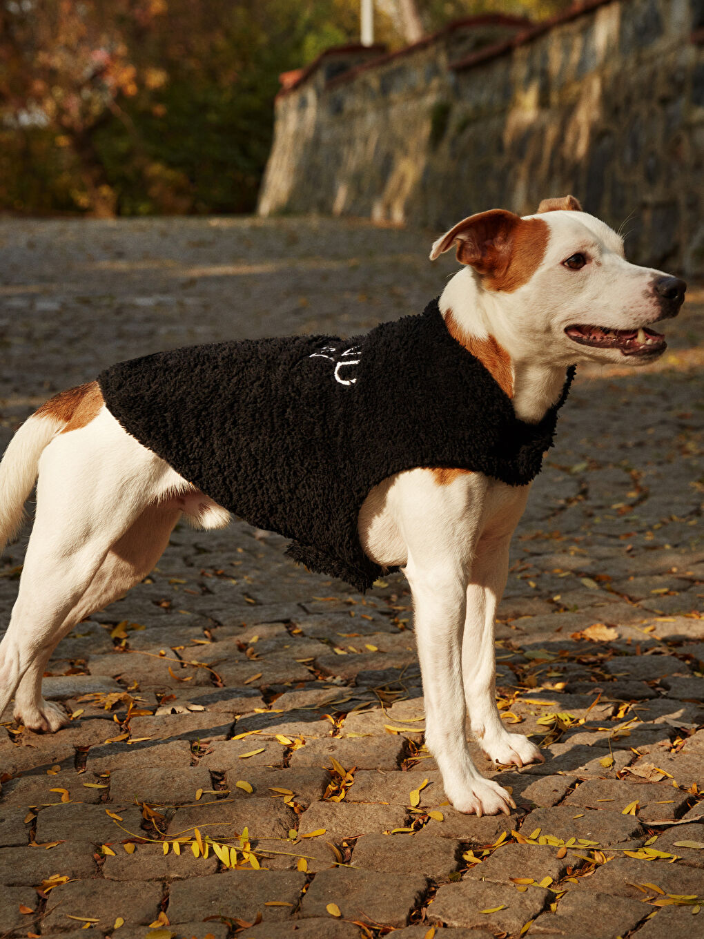 ملابس الحيوانات الأليفة-4