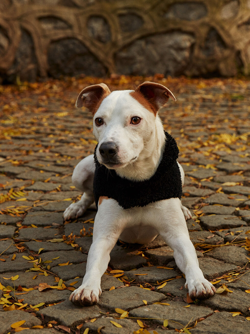 ملابس الحيوانات الأليفة-2