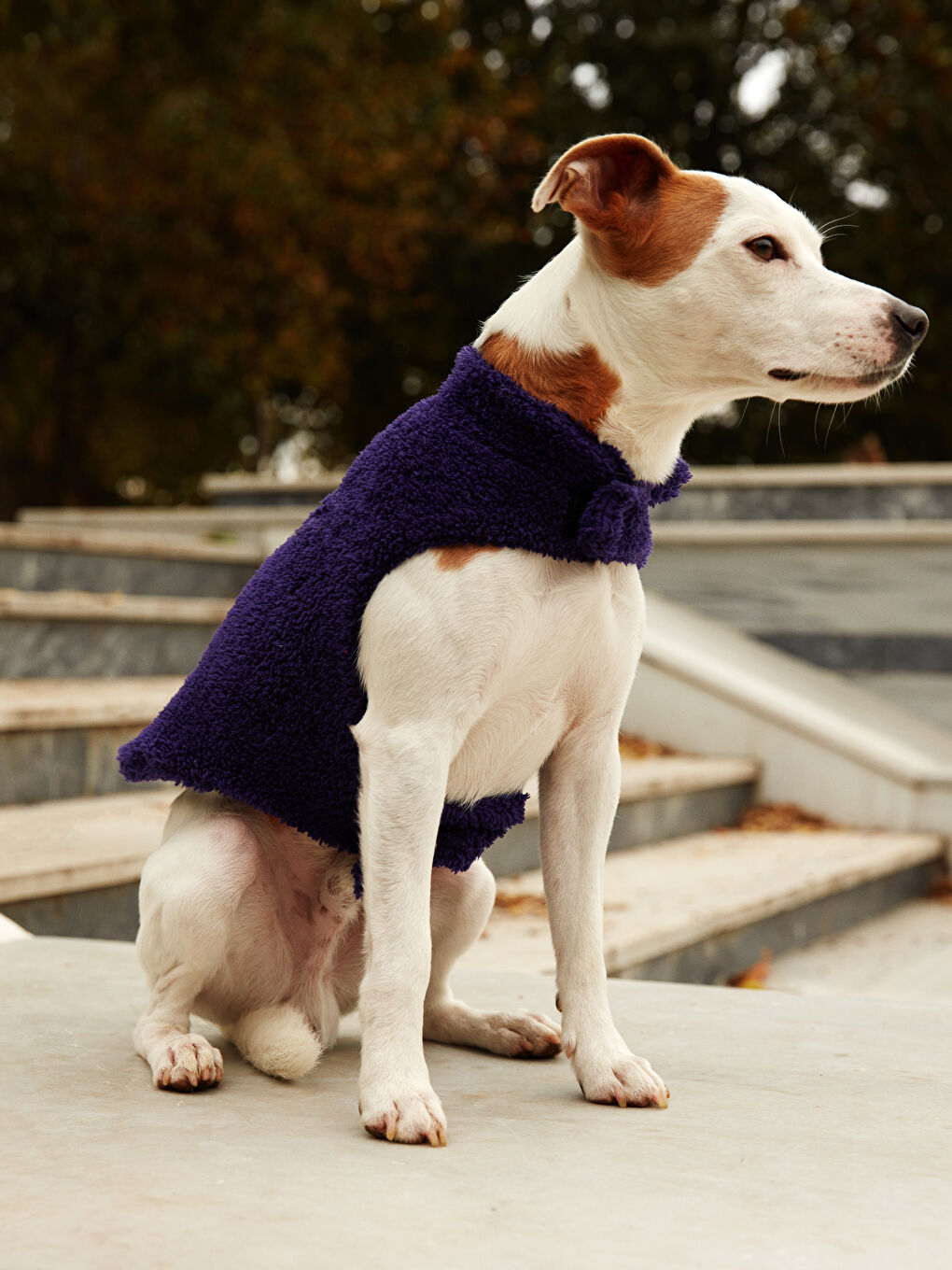 ملابس الحيوانات الأليفة-4