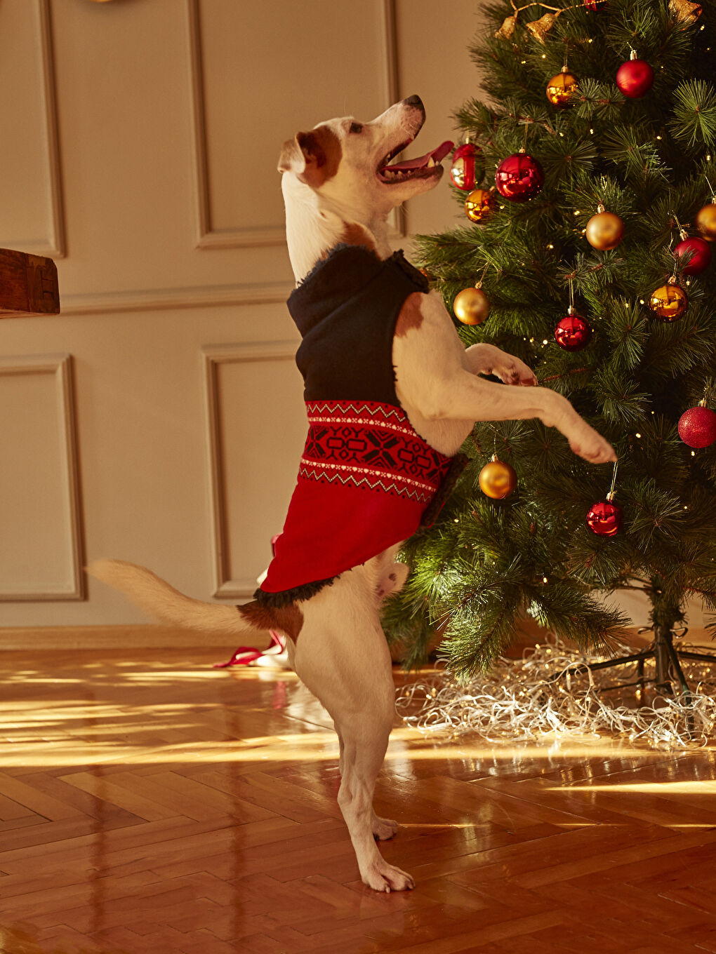 Kırmızı Köpek Kıyafetleri