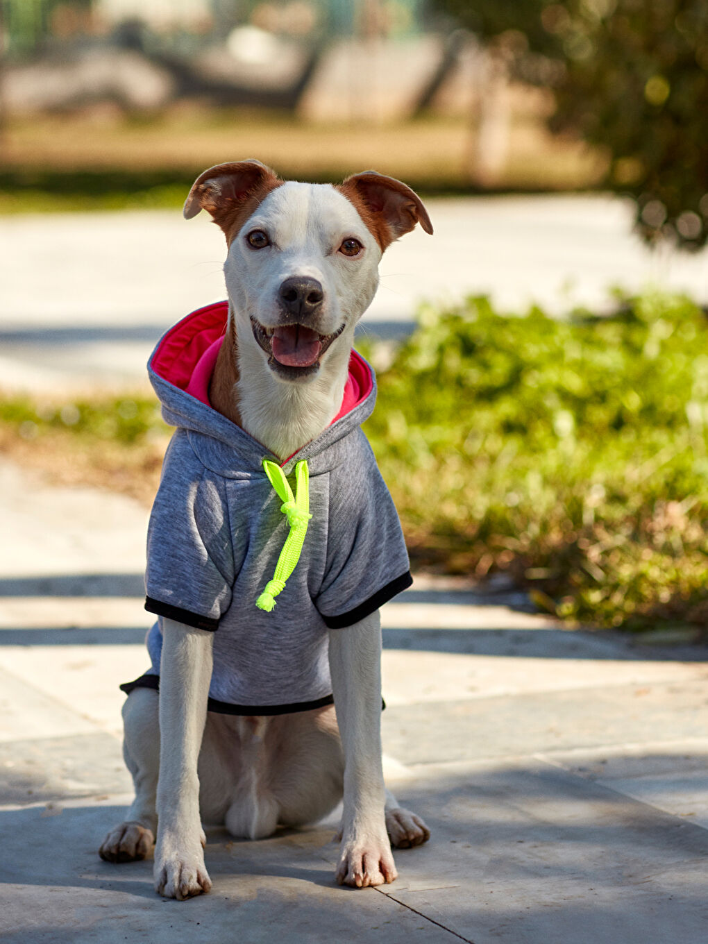 Kapüşonlu Köpek Sweatshirt