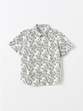 لون أخضر زيتوني فاتح