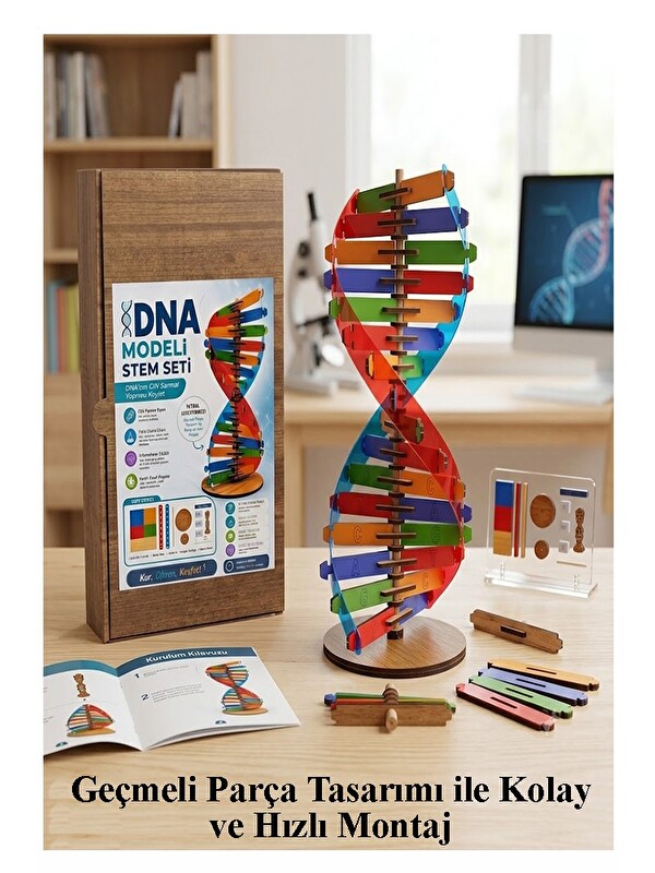 artmaster Dna Modeli 1 Paket Ahşap DNA Yapım Seti Dna Sarmalı Deney Yapım Seti Okul Materyali Fen Bilimleri